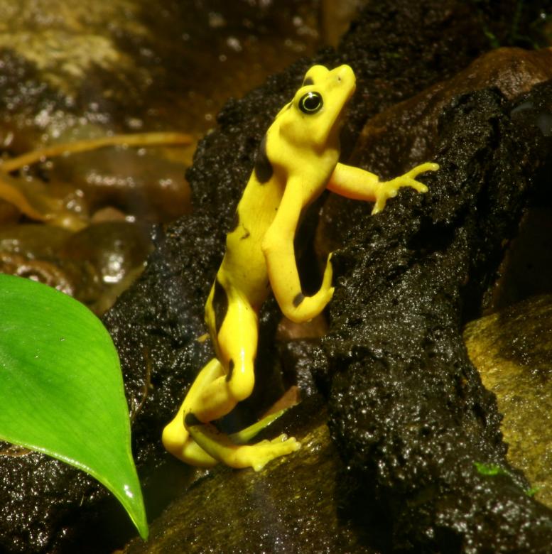 Free stock image of Wild Frog created by Pixabay