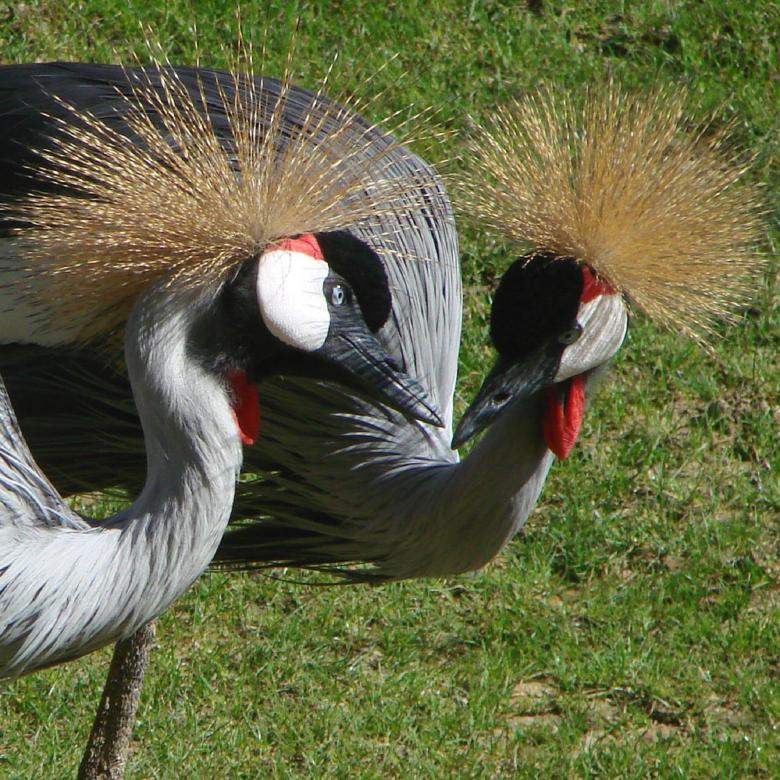 Free stock image of Grey Crowned Cranes created by Pixabay