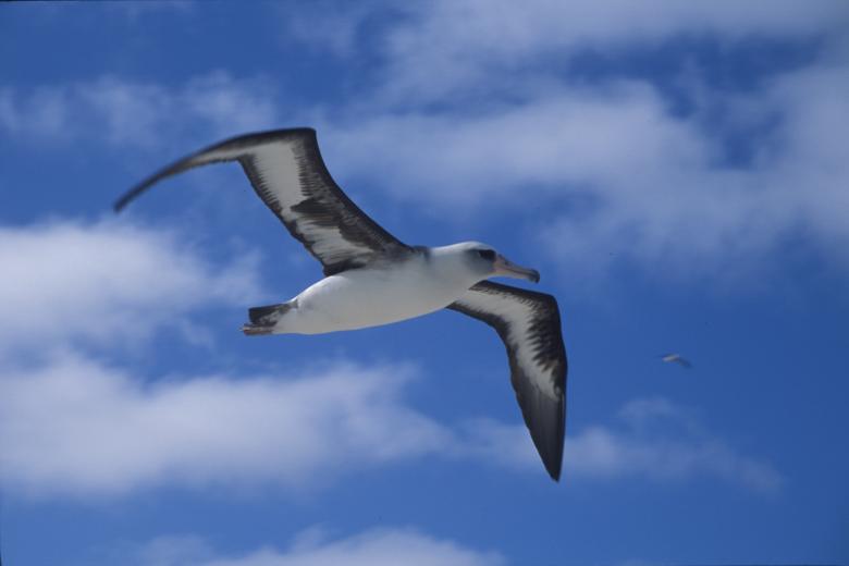 Free stock image of Laysan Albatross created by Pixabay