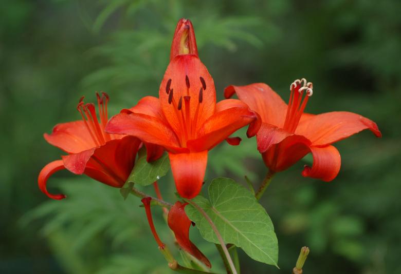 Free stock image of Red Lily created by Pixabay