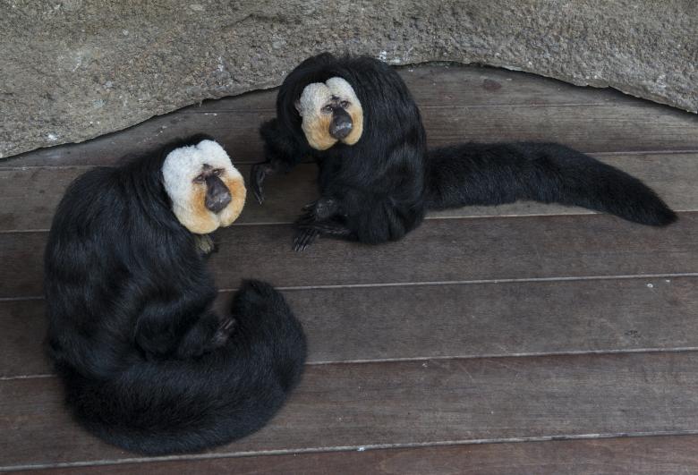 Free stock image of Monkeys in the Zoo created by Pixabay