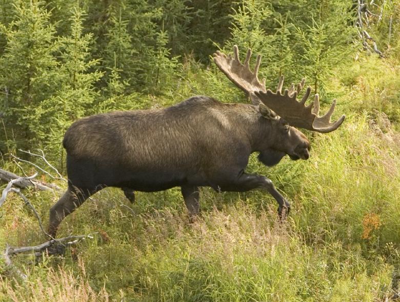 Free stock image of Moose in the Jungle created by Pixabay