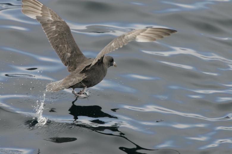 Free stock image of Northern Fulmar created by Pixabay