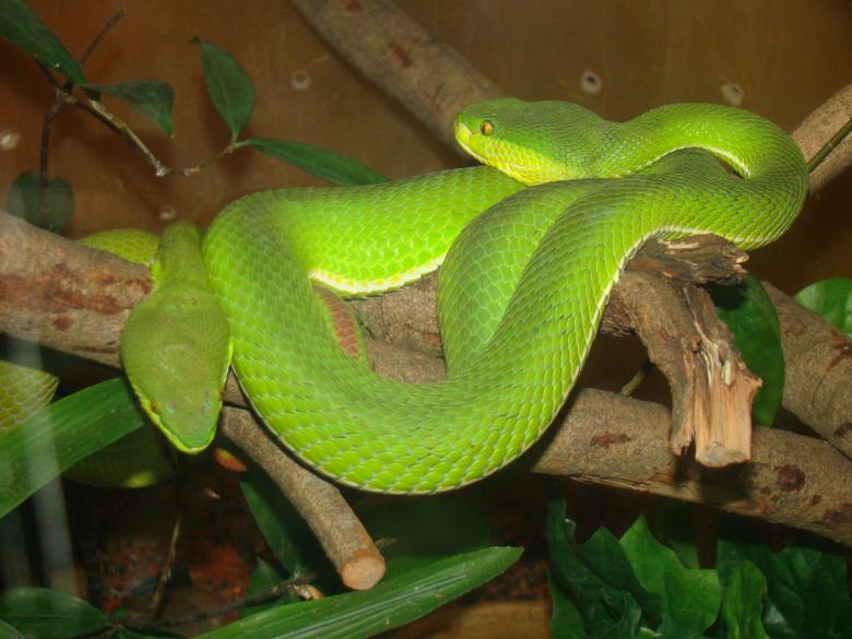 Free stock image of Palm Pit Vipers created by Pixabay