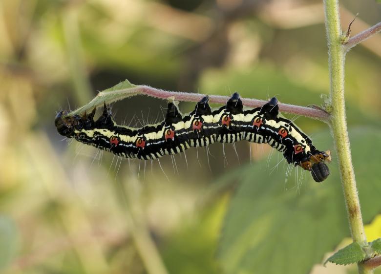 Free stock image of Ramie Caterpillar created by Pixabay