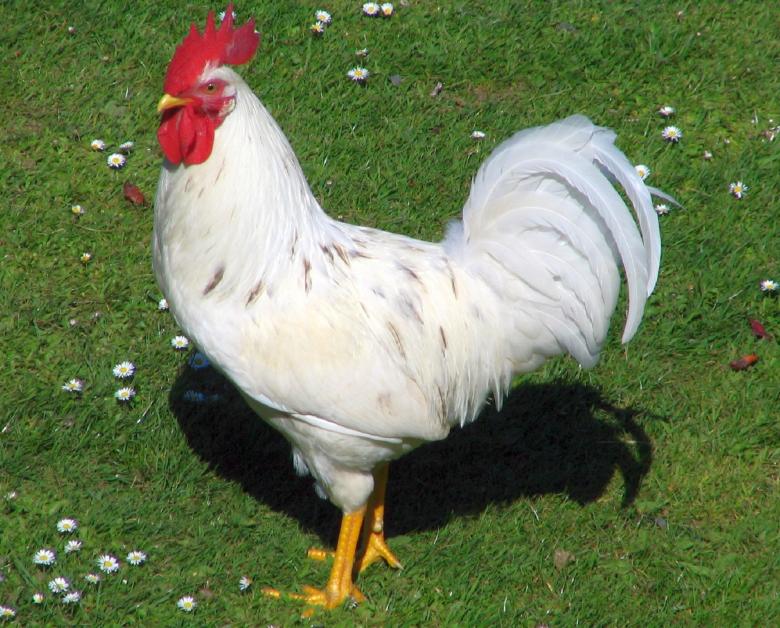 Free stock image of White Rooster created by Pixabay
