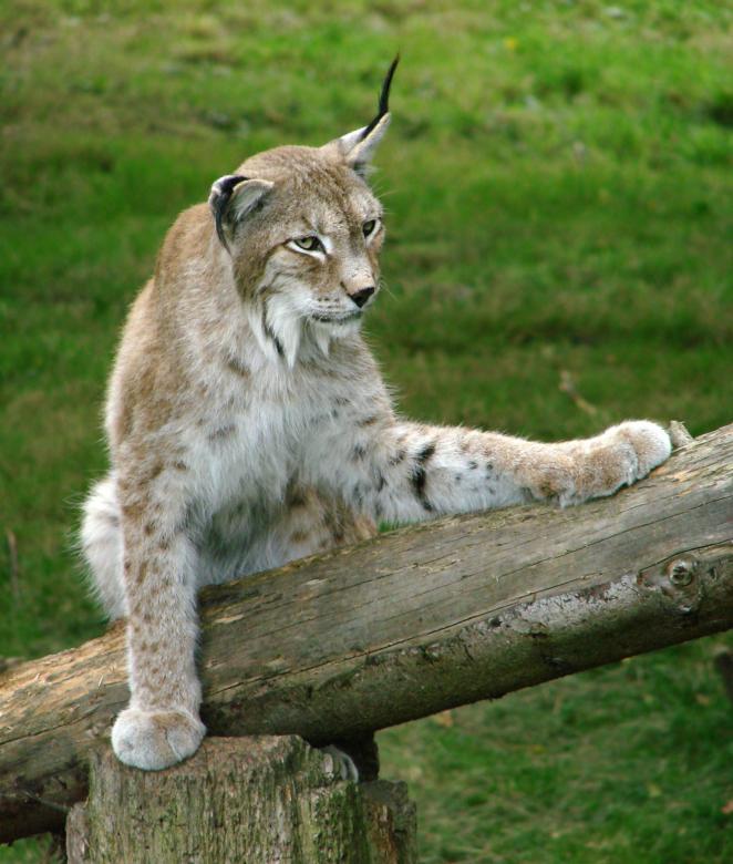 Free stock image of Siberian Lynx created by Pixabay