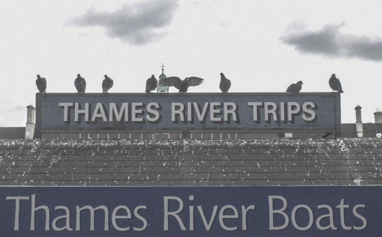 Free stock image of Birds in London created by PANXIANG