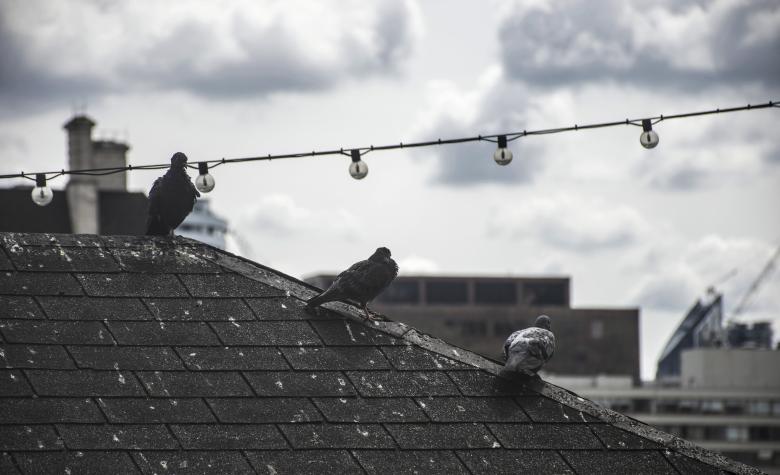 Free stock image of Birds on Rooftop in London created by PANXIANG