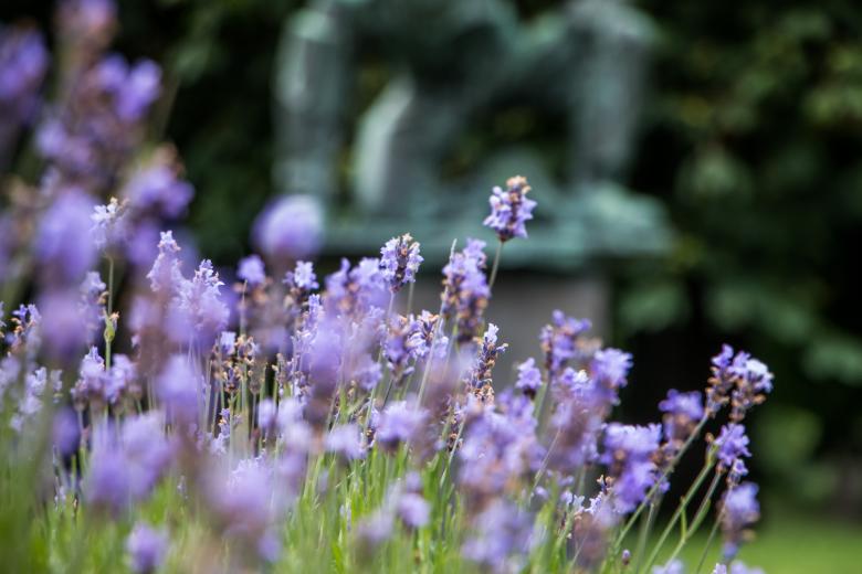 Free stock image of Violet peace posture created by Janis Urtans