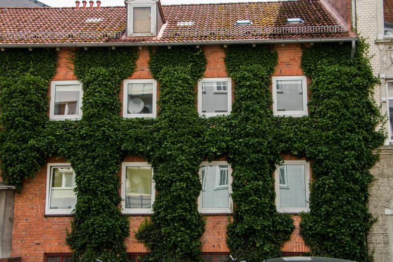 Free stock image of Green wall created by Janis Urtans