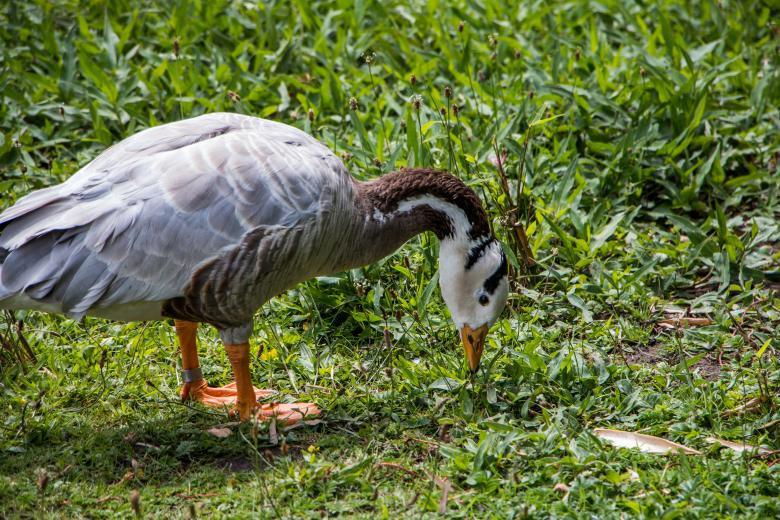 Free stock image of Duck  created by Janis Urtans