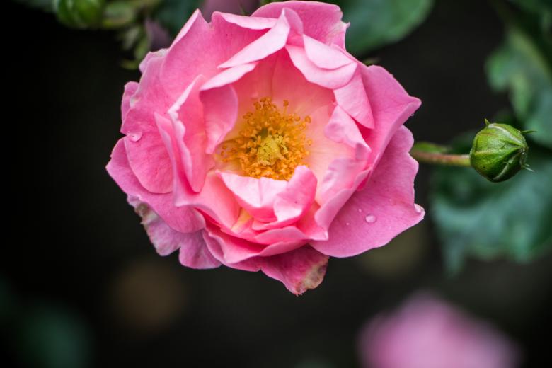Free stock image of Soft love created by Janis Urtans