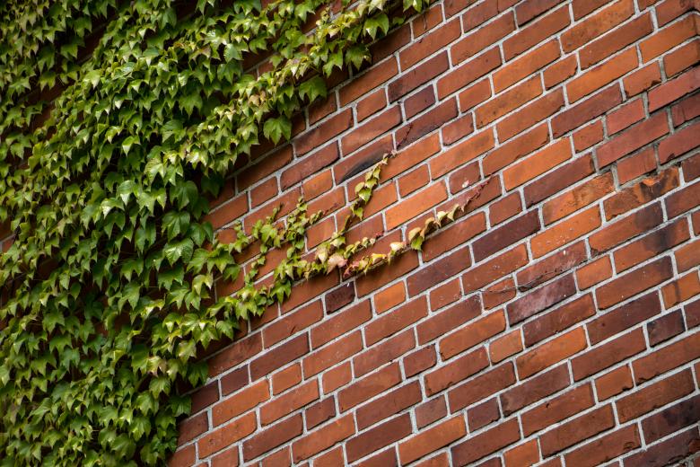 Free stock image of Wall vs nature created by Janis Urtans