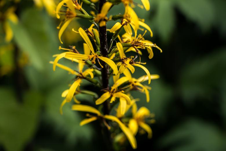 Free stock image of Yellow firework created by Janis Urtans