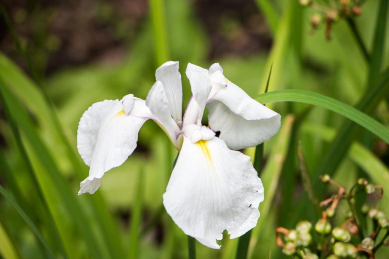 Free stock image of White grace created by Janis Urtans