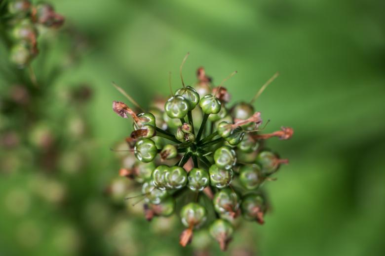 Free stock image of Green bun  created by Janis Urtans