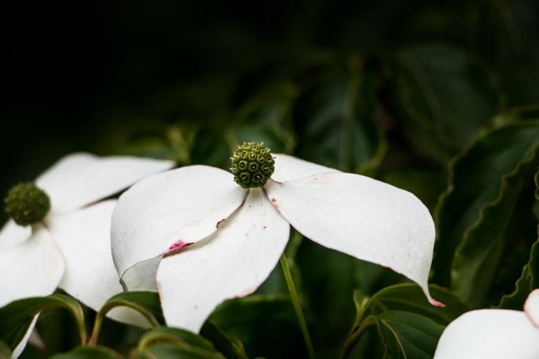 Free stock image of White pillow created by Janis Urtans
