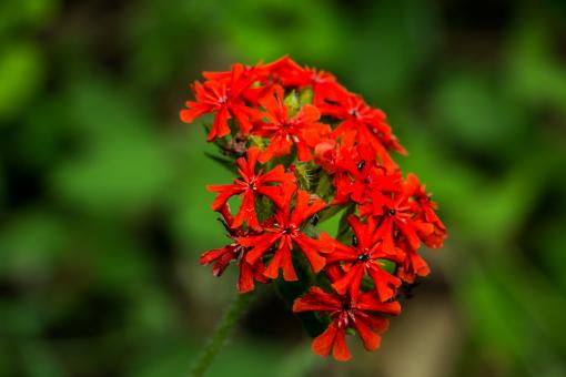 Free Stock Photo of Red and Green