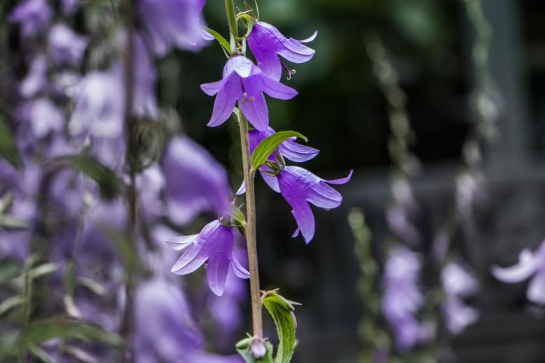 Free stock image of Violet bells created by Janis Urtans