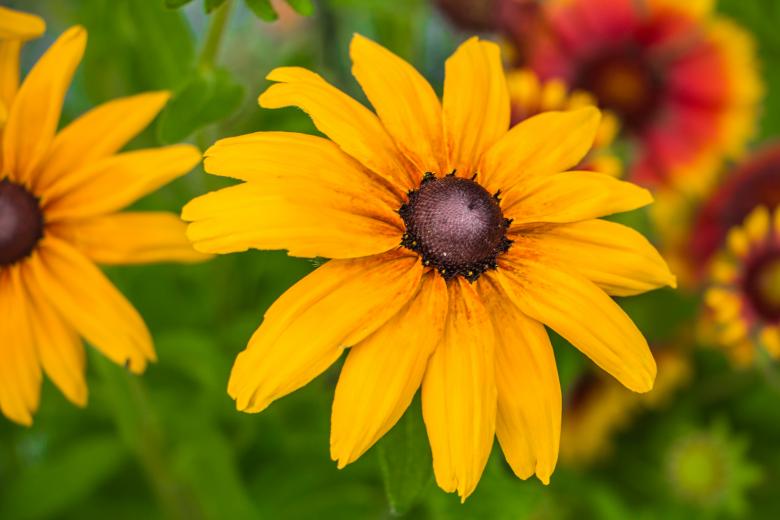 Free stock image of Orange flower created by Janis Urtans