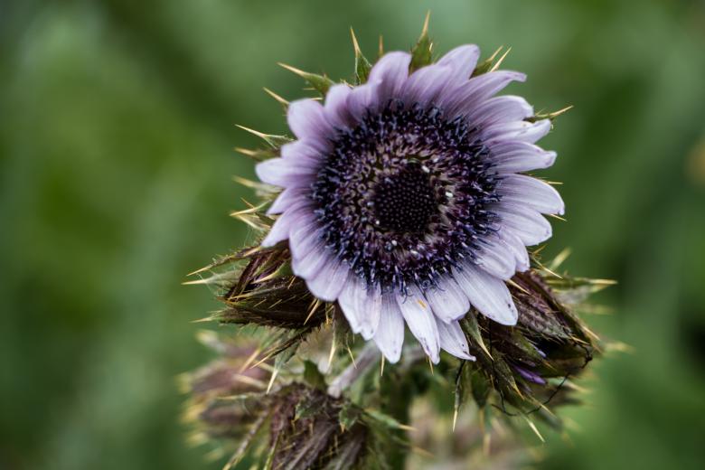 Free stock image of Purple sun created by Janis Urtans