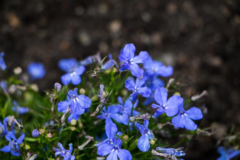 Free stock image of Blue velvet created by Janis Urtans