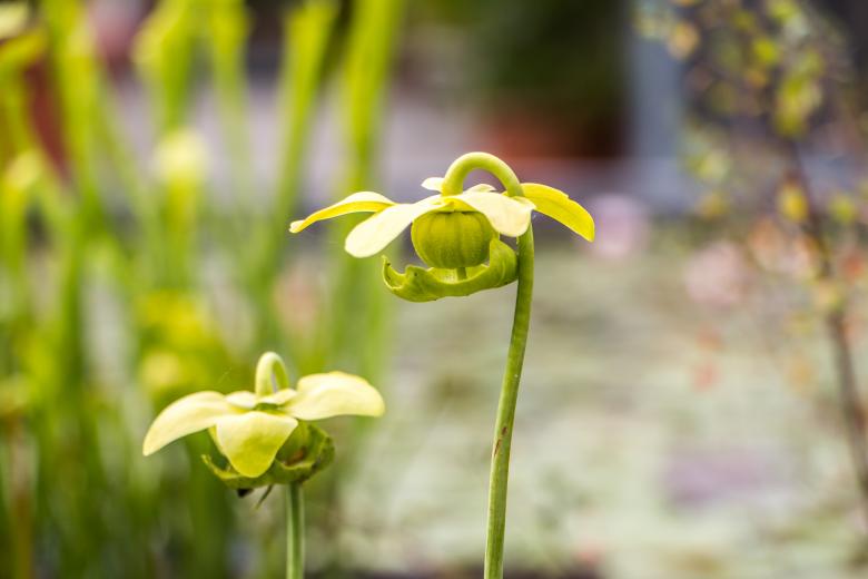 Free stock image of Little yellow bells created by Janis Urtans