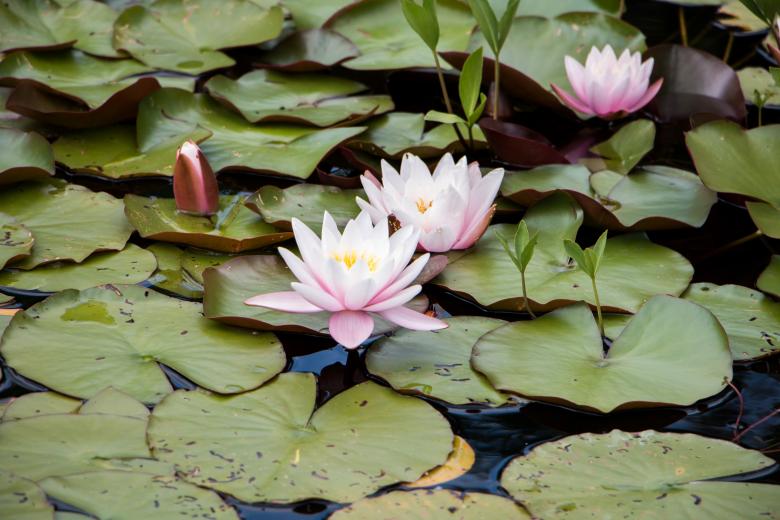Free stock image of Water lily created by Janis Urtans