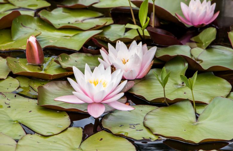 Free stock image of Water lily created by Janis Urtans