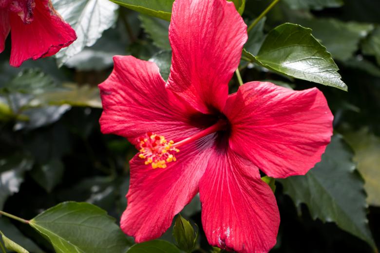 Free stock image of Huge flower created by Janis Urtans