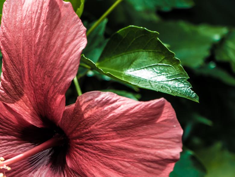 Free stock image of Huge flower created by Janis Urtans