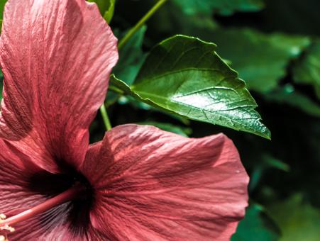 Free Stock Photo of Huge flower
