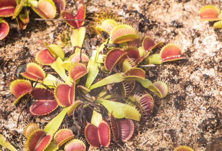 Free stock image of Flies eating plant created by Janis Urtans