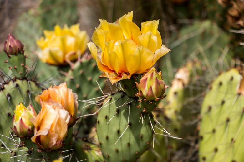 Free stock image of Blooming catus created by Janis Urtans