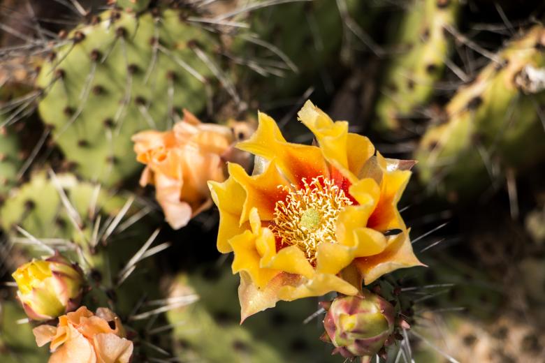 Free stock image of Blooming catus created by Janis Urtans