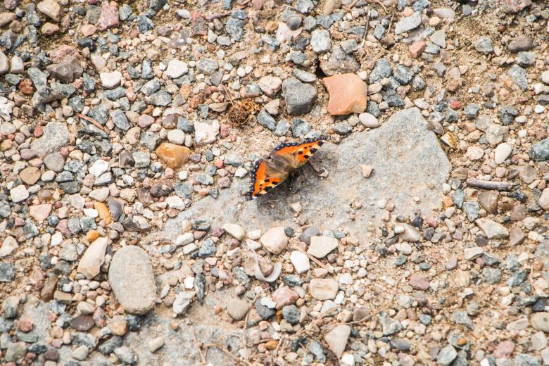 Free stock image of Butterfly on the rocks created by Janis Urtans