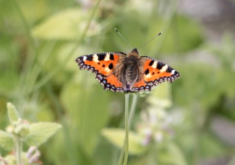 Free Stock Photo of Butterfly on the top of the flower