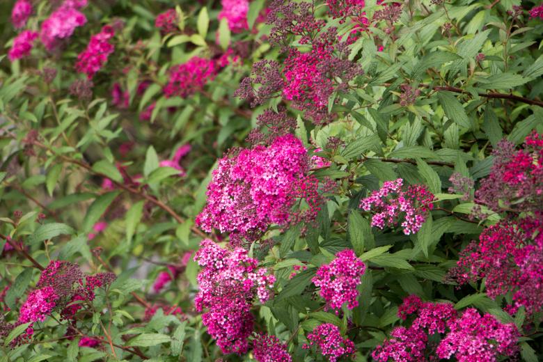 Free stock image of Blooming flowers created by Janis Urtans
