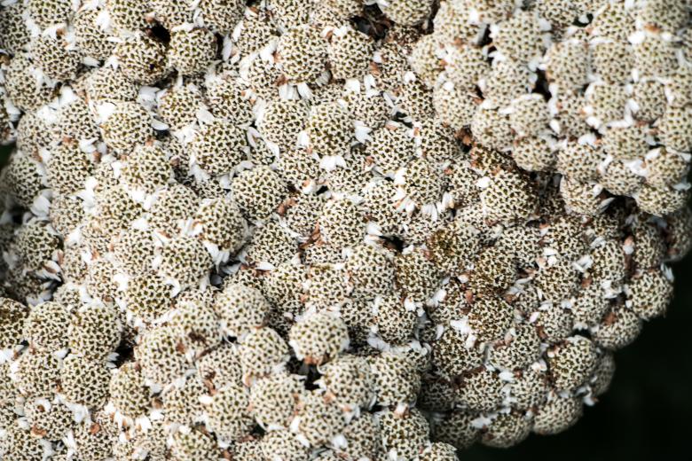 Free stock image of White flowers created by Janis Urtans