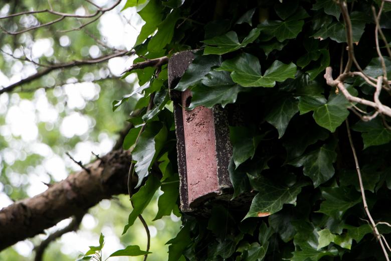 Free stock image of Tree bird cage created by Janis Urtans