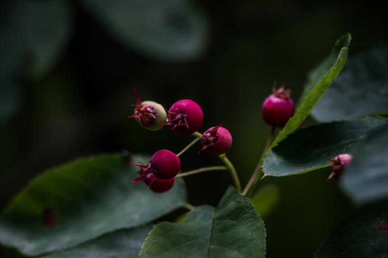 Free stock image of Some berries created by Janis Urtans