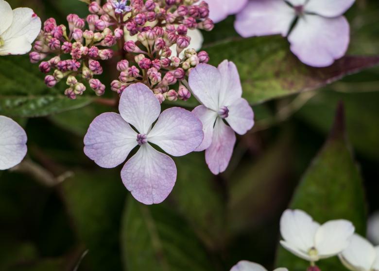 Free stock image of 5 leaf lucky flower created by Janis Urtans