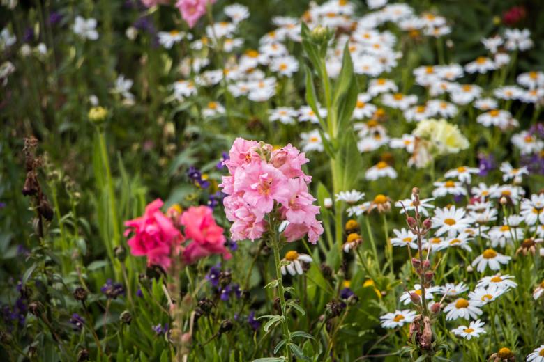 Free stock image of Pink flowers created by Janis Urtans