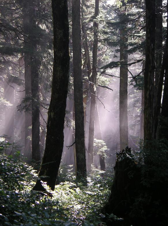 Free stock image of Wild  created by Pixabay