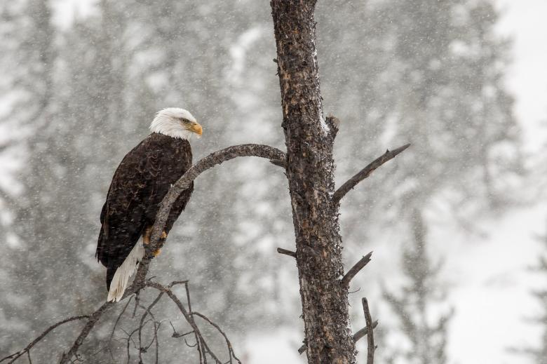 Free stock image of Bald Eagle  created by Pixabay