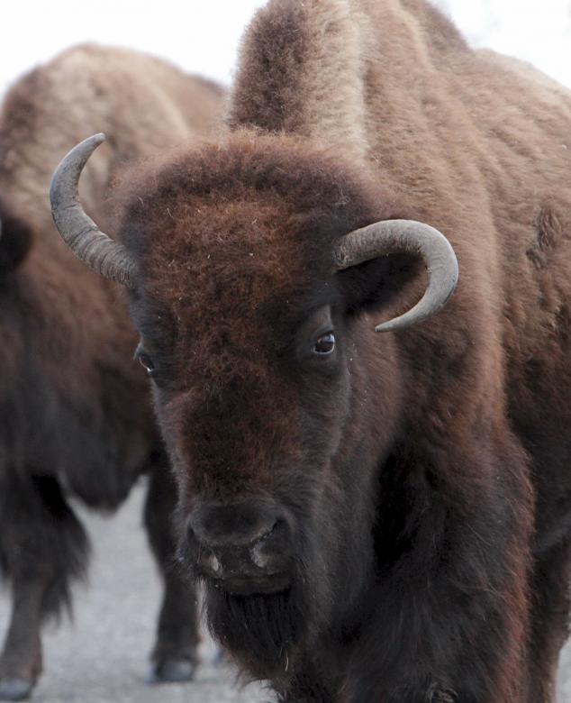 Free stock image of Wild Bison created by Pixabay
