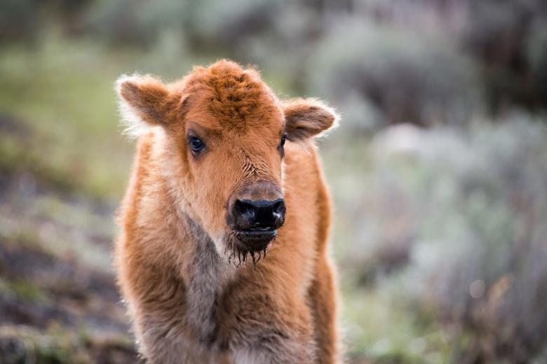Free stock image of Bison Calf created by Pixabay