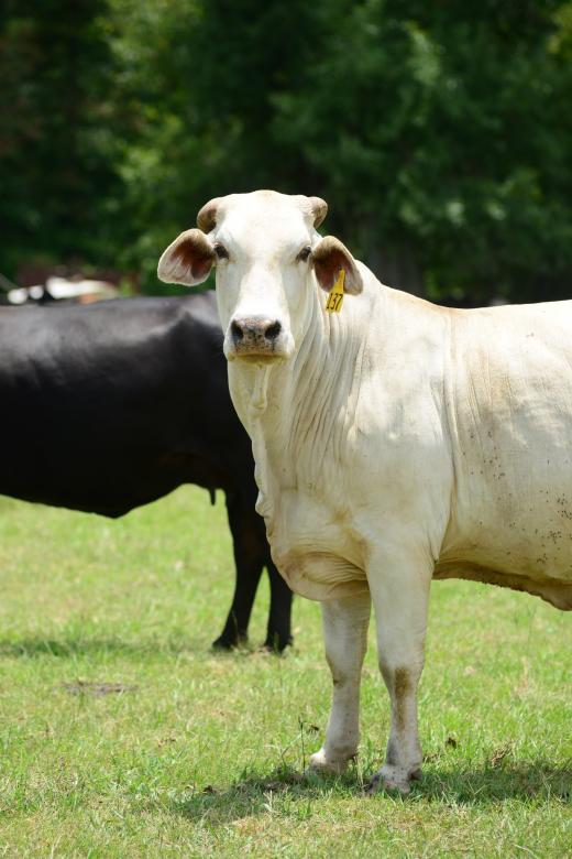 Free stock image of Cattle Farm created by Pixabay