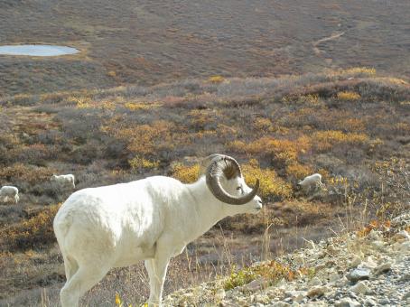 Free Stock Photo of Dall Sheep